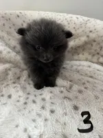 #3 gray gray, a male Pomeranian for sale in Albemarle, NC – Photo 1 of 4