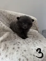 #3 gray gray, a male Pomeranian for sale in Albemarle, NC – Photo 2 of 4