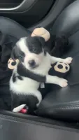 GiGi, a female Great Pyrenees and American Pit Bull Terrier for sale in Washington, MO – 3 of 4