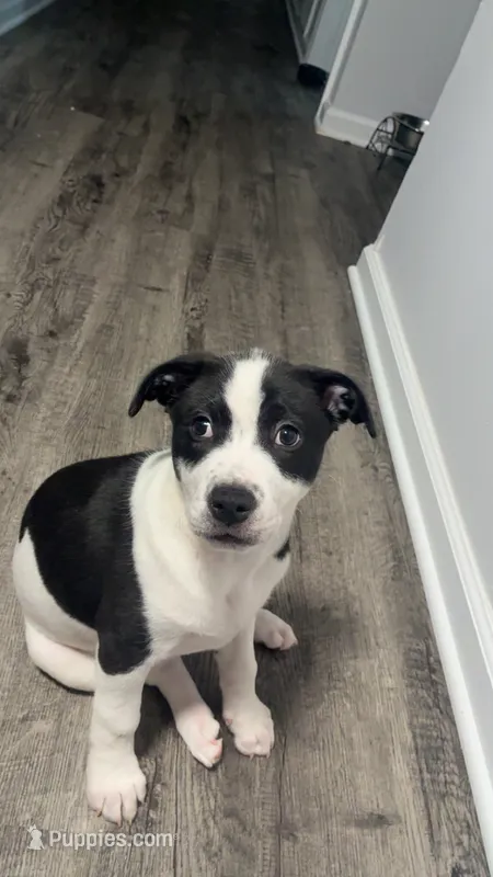 GiGi – Great Pyrenees, American Pit Bull Terrier puppy for sale in Washington, MO