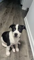 GiGi, a female Great Pyrenees and American Pit Bull Terrier for sale in Washington, MO – 1 of 4