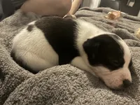 GiGi, a female Great Pyrenees and American Pit Bull Terrier for sale in Washington, MO – 4 of 4