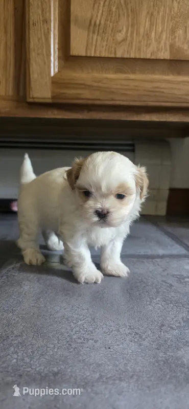 White and tan male – Shih Tzu puppy for sale in Bremen, IN