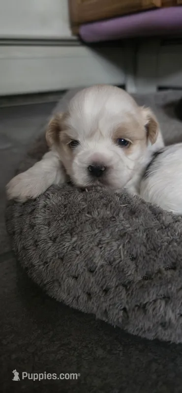 White and tan male – Shih Tzu puppy for sale in Bremen, IN