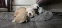 White and tan male, a male Shih Tzu for sale in Bremen, IN – 4 of 5