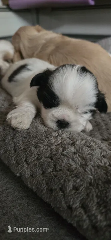 Black and white male – Shih Tzu puppy on hold in Bremen, IN