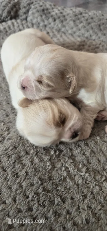 White and tan male – Shih Tzu puppy for sale in Bremen, IN