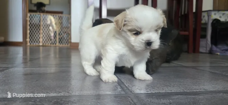 White and tan male – Shih Tzu puppy for sale in Bremen, IN