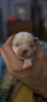 White and tan male, a male Shih Tzu for sale in Bremen, IN – 2 of 6