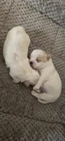 White and tan male, a male Shih Tzu for sale in Bremen, IN – 2 of 5