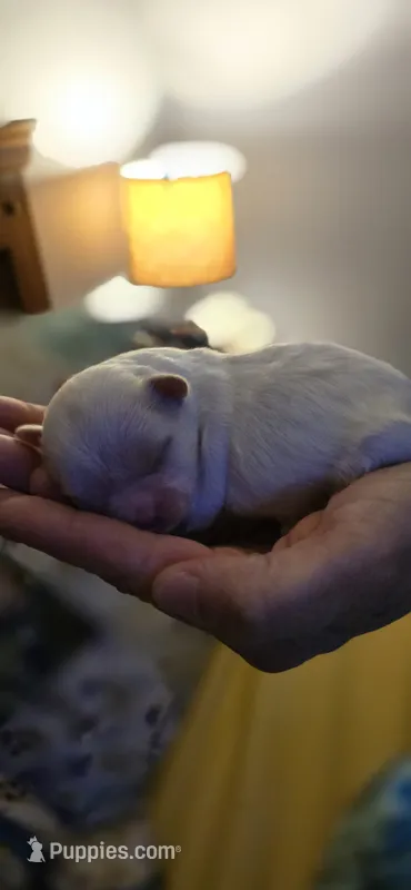 White and tan male, a male Shih Tzu for sale in Bremen, IN – 1 of 6
