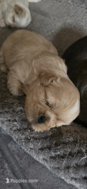 Gold female  – Shih Tzu puppy for sale in Bremen, IN