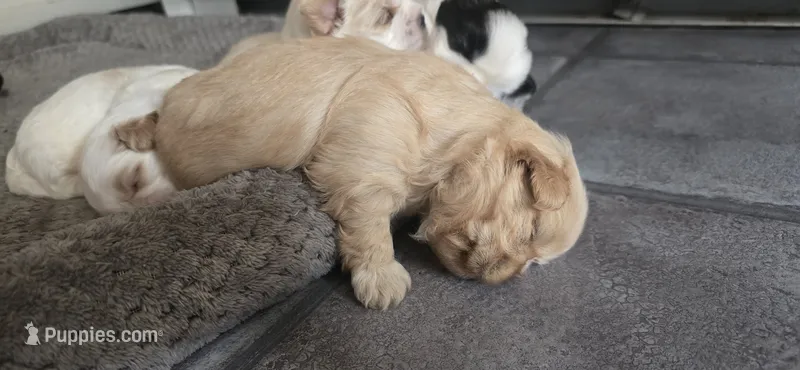 Gold female  – Shih Tzu puppy for sale in Bremen, IN