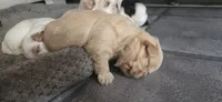 Gold female , a female Shih Tzu for sale in Bremen, IN – 1 of 5