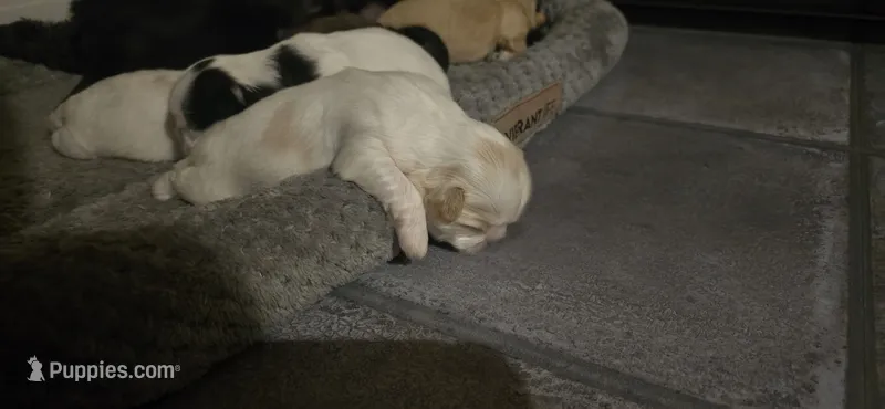 White and tan male – Shih Tzu puppy for sale in Bremen, IN