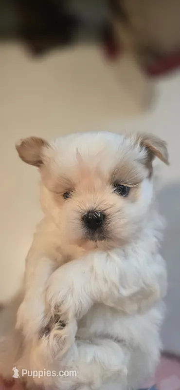 White and tan male – Shih Tzu puppy for sale in Bremen, IN