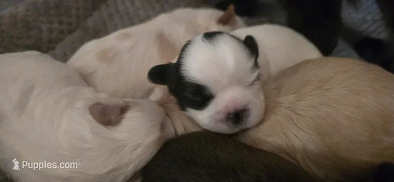 Black and white male – Shih Tzu puppy for sale in Bremen, IN