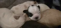 Black and white male, a male Shih Tzu for sale in Bremen, IN – 1 of 3