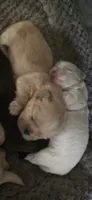 Gold female , a female Shih Tzu for sale in Bremen, IN – 3 of 5