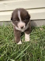 Brooke, a female Shetland Sheepdog and Border Collie for sale in Worthington, IN – Photo 3 of 5