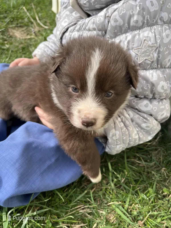 Brooke – Shetland Sheepdog, Border Collie puppy for sale in Worthington, IN