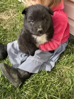 Cole, a male Shetland Sheepdog and Border Collie for sale in Worthington, IN – Photo 3 of 3
