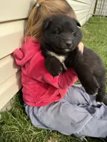 Cole, a male Shetland Sheepdog and Border Collie for sale in Worthington, IN – Photo 2 of 3