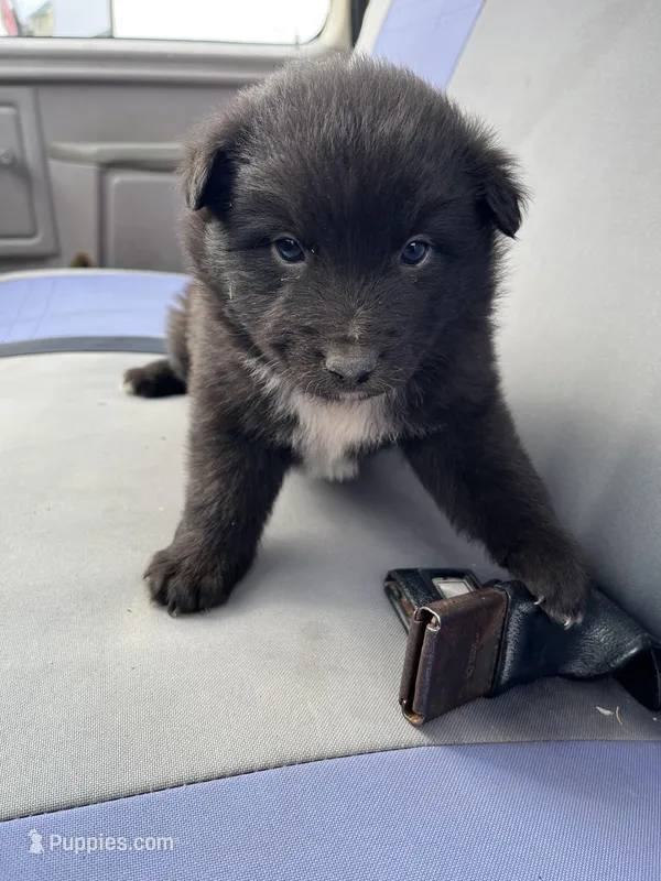 Cole – Shetland Sheepdog, Border Collie puppy for sale in Worthington, IN