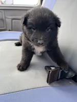 Cole, a male Shetland Sheepdog and Border Collie for sale in Worthington, IN – Photo 1 of 3