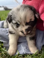 Jackson, a male Shetland Sheepdog and Border Collie for sale in Worthington, IN – Photo 2 of 4