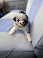 Jackson, a male Shetland Sheepdog and Border Collie for sale in Worthington, IN – Photo 4 of 4