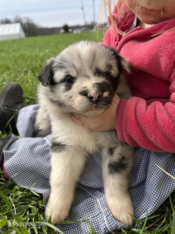Jackson – Shetland Sheepdog, Border Collie puppy for sale in Worthington, IN