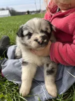 Jackson, a male Shetland Sheepdog and Border Collie for sale in Worthington, IN – Photo 1 of 4