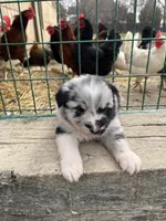 Jackson, a male Shetland Sheepdog and Border Collie for sale in Worthington, IN – Photo 3 of 4