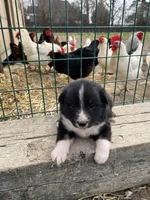 Flame, a male Shetland Sheepdog and Border Collie for sale in Worthington, IN – Photo 2 of 3