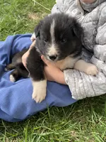 Flame, a male Shetland Sheepdog and Border Collie for sale in Worthington, IN – Photo 3 of 3