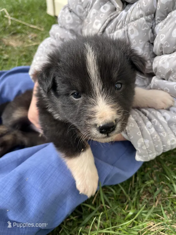 Flame – Shetland Sheepdog, Border Collie puppy for sale in Worthington, IN