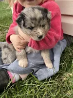 River, a male Shetland Sheepdog and Border Collie for sale in Worthington, IN – Photo 2 of 3