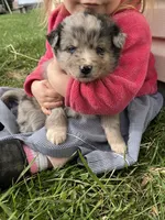 River, a male Shetland Sheepdog and Border Collie for sale in Worthington, IN – Photo 3 of 3