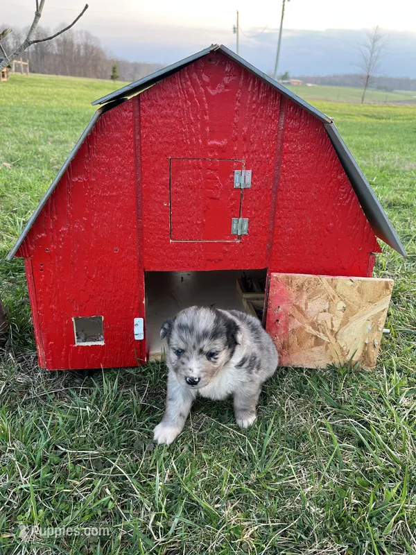River – Shetland Sheepdog, Border Collie puppy for sale in Worthington, IN