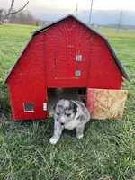 River, a male Shetland Sheepdog and Border Collie for sale in Worthington, IN – Photo 1 of 3