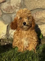 Daisy, a female Poodle - Miniature  for sale in Corunna, IN – 2 of 2