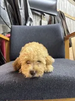 Honey, a female Poodle - Miniature  for sale in Corunna, IN – 1 of 1