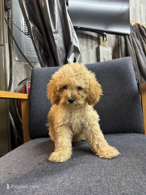 Summer – Poodle - Miniature  puppy for sale in Corunna, IN
