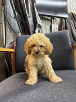 Summer, a female Poodle - Miniature  for sale in Corunna, IN – 1 of 1