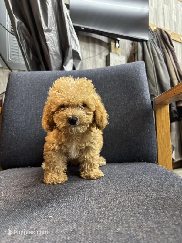 Daisy – Poodle - Miniature  puppy for sale in Corunna, IN