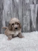 Moe, a male Miniature Goldendoodle for sale in Corunna, IN – Photo 1 of 2