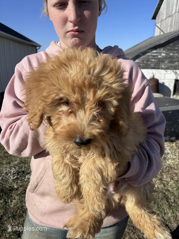 Clover – Miniature Goldendoodle puppy for sale in Corunna, IN