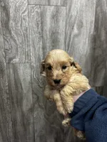 Moe, a male Miniature Goldendoodle for sale in Corunna, IN – Photo 2 of 2