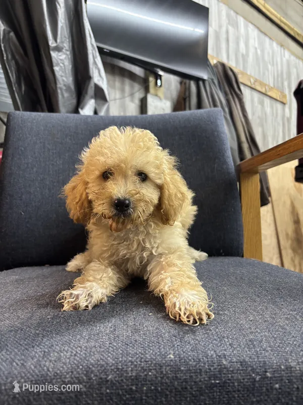 Foxie – Poodle - Miniature  puppy for sale in Corunna, IN